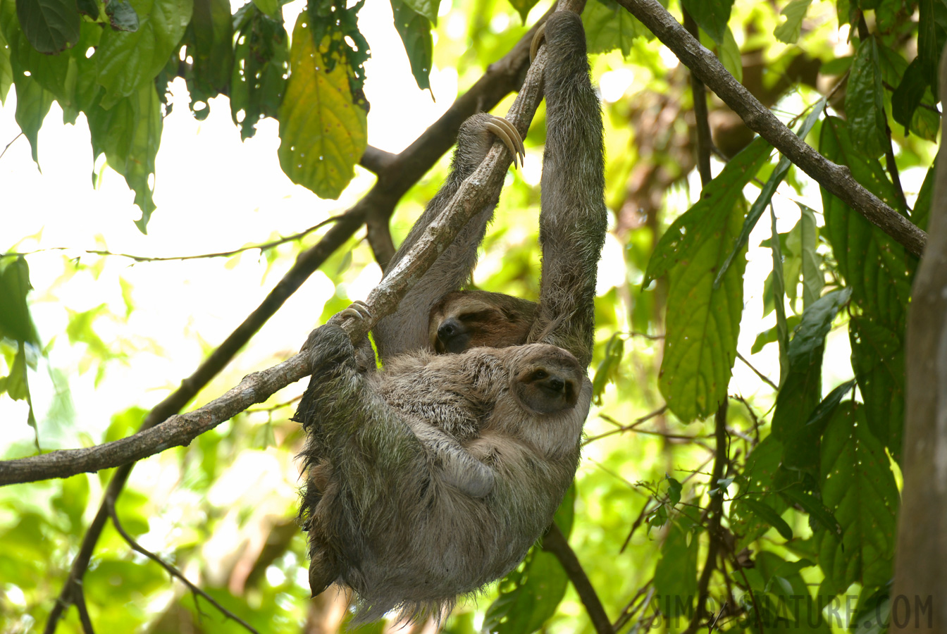 Bradypus variegatus [400 mm, 1/60 sec at f / 4.0, ISO 200]